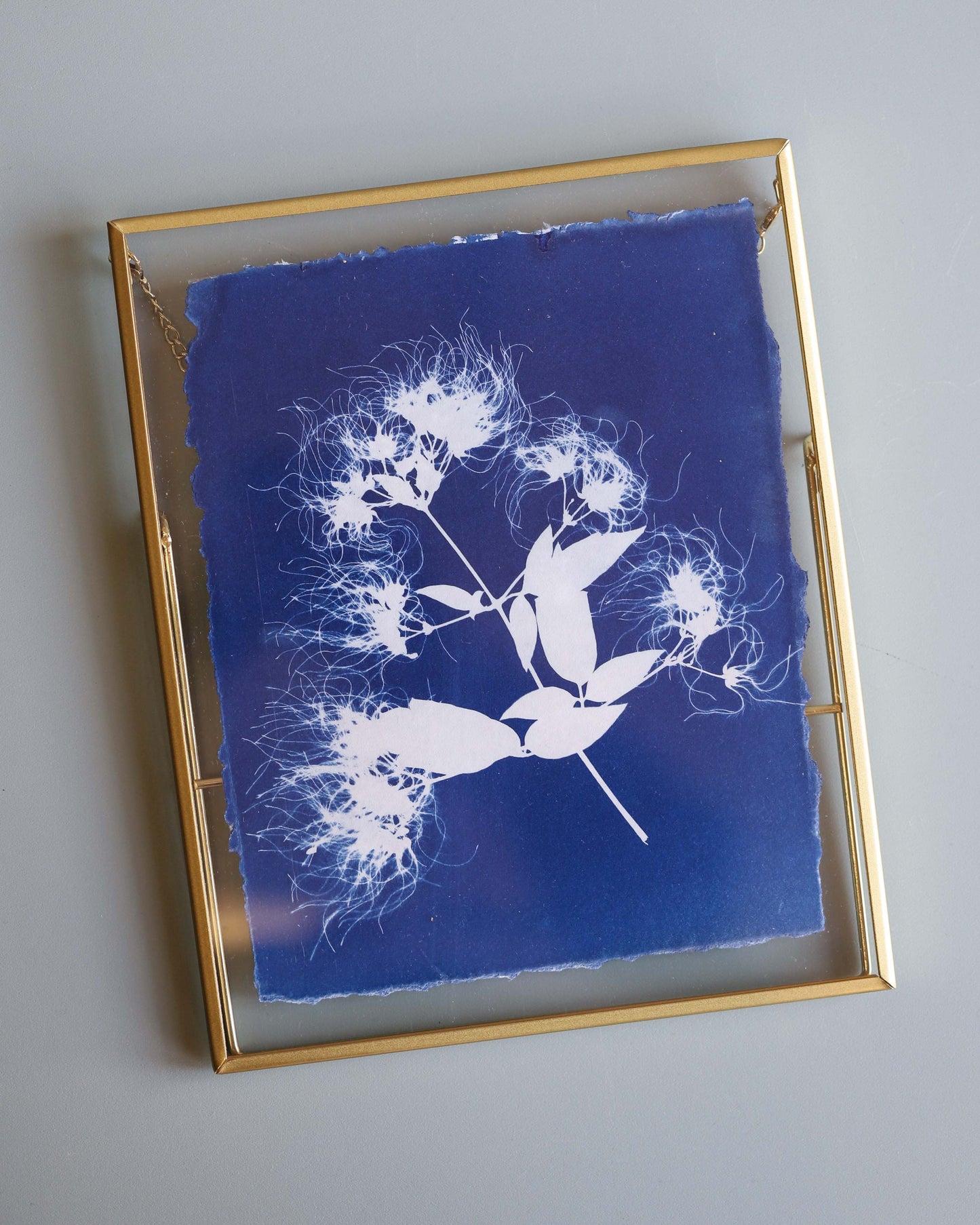 Framed Clematis Cyanotype