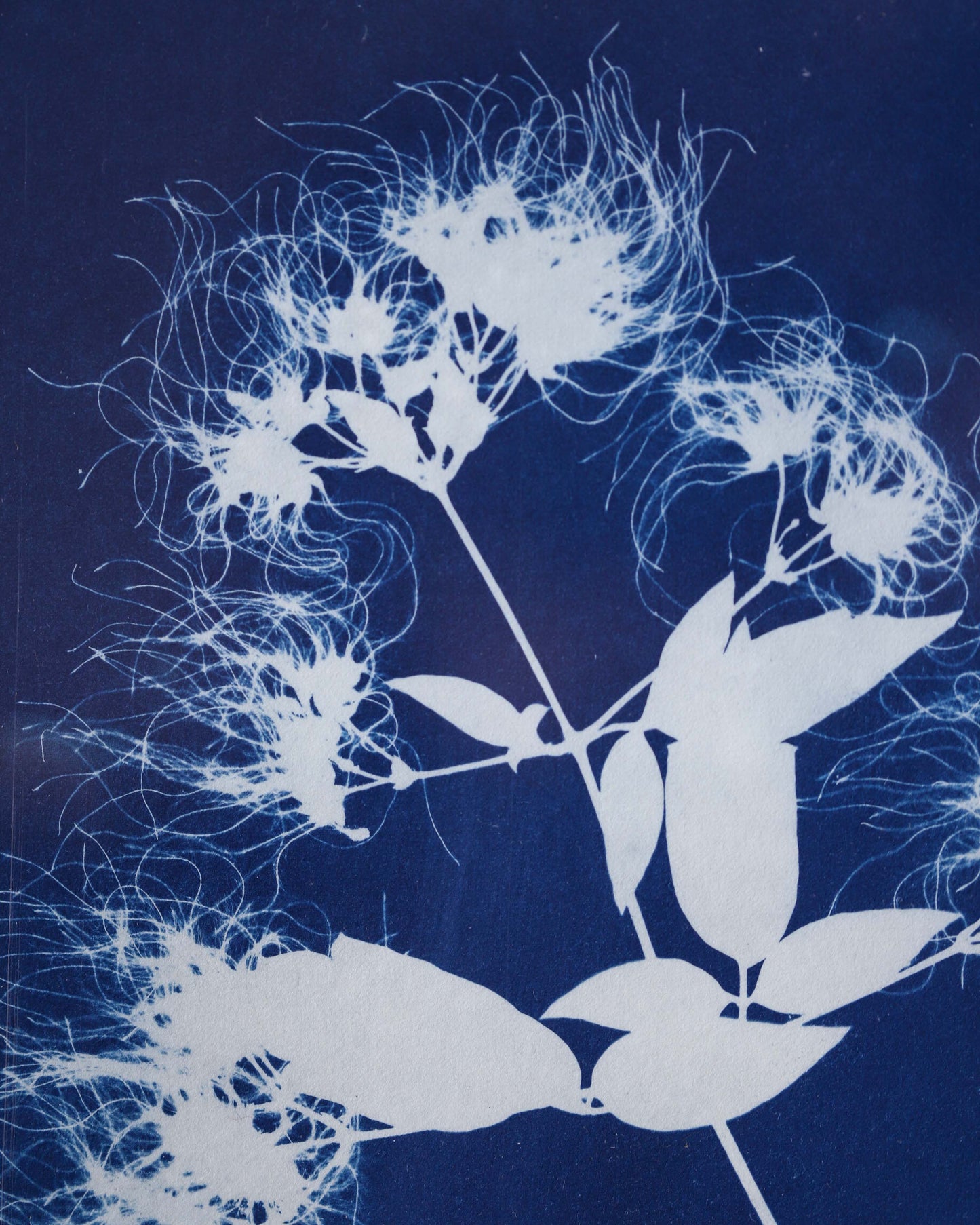 Framed Clematis Cyanotype