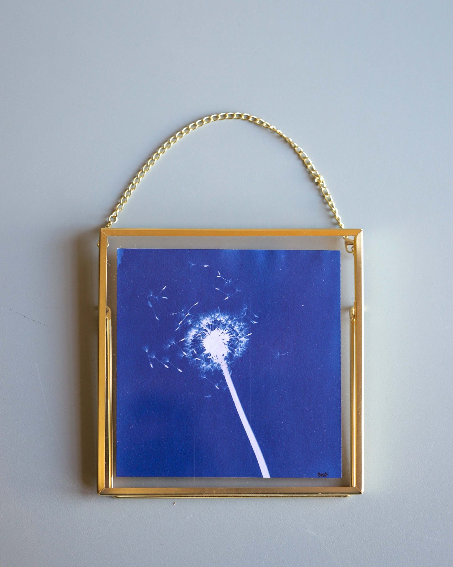 Framed Dandelion Cyanotype