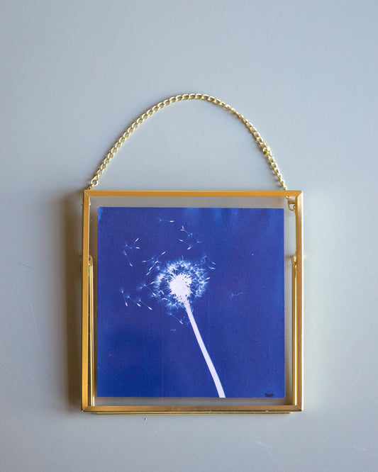 Framed Dandelion Cyanotype