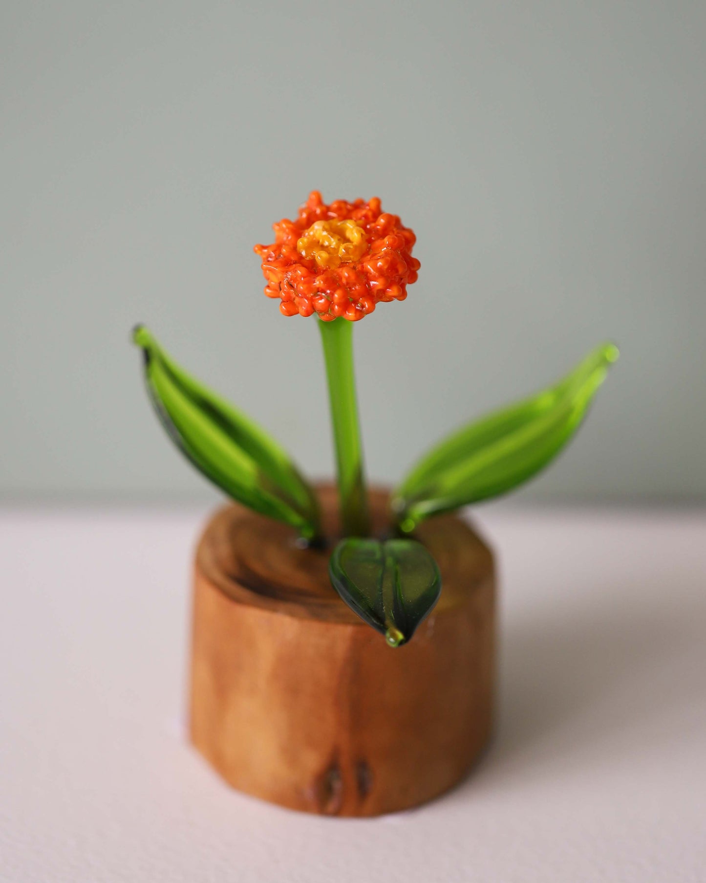 Orange Hawkweed
