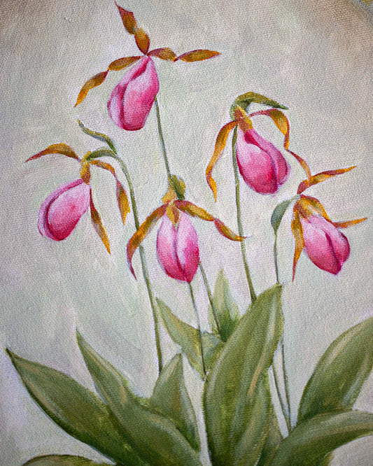 Portrait of a Pink Lady’s Slipper