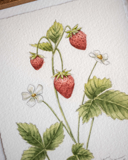 Strawberry Botanical Painting