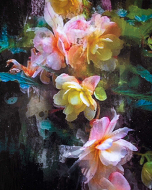 Begonia Art Board