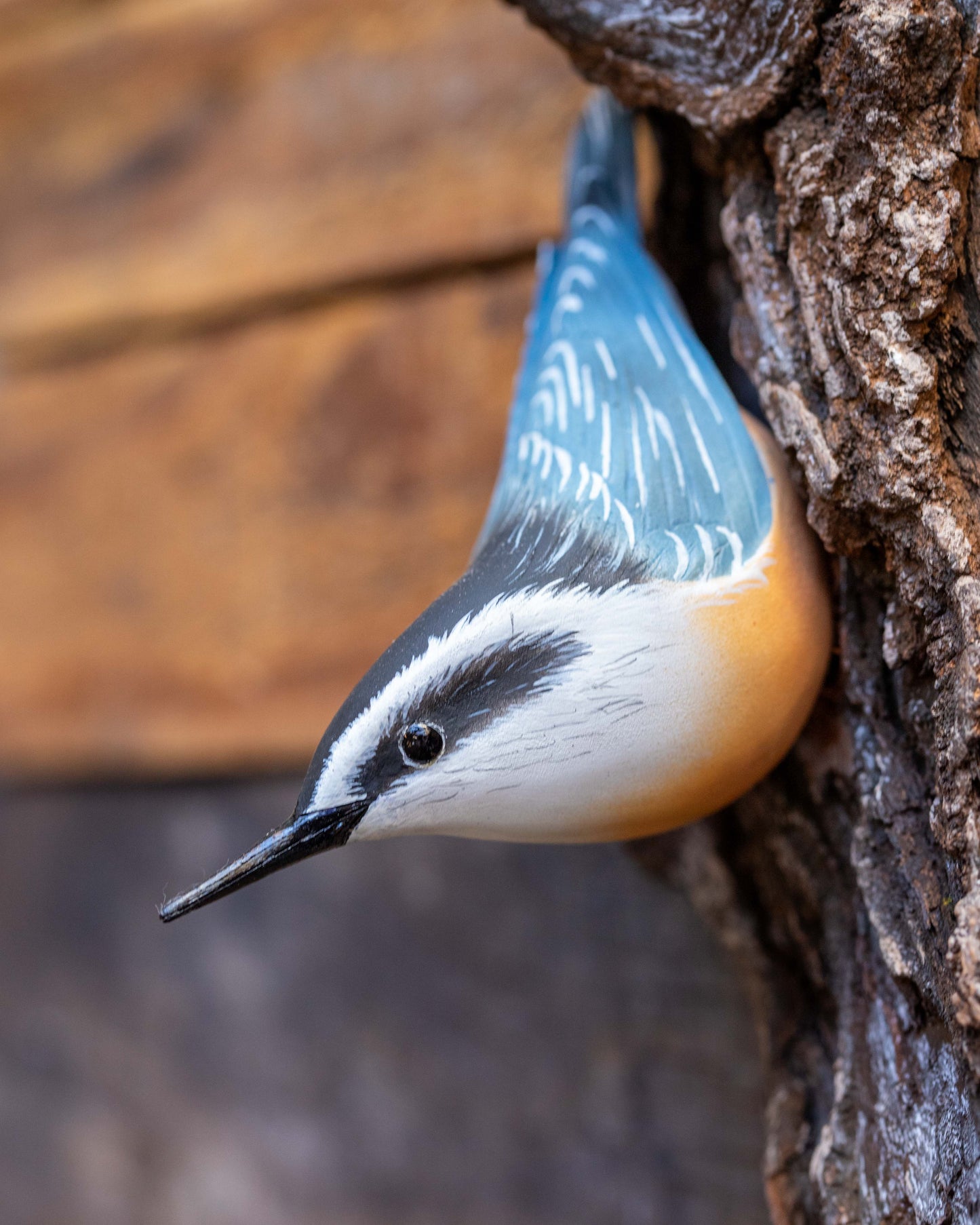 Double Nuthatch on Bark