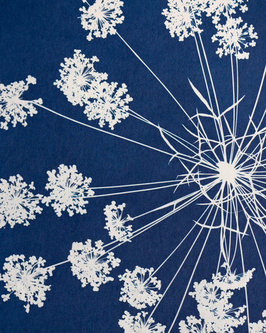Cyanotype of Queen Anne's Lace