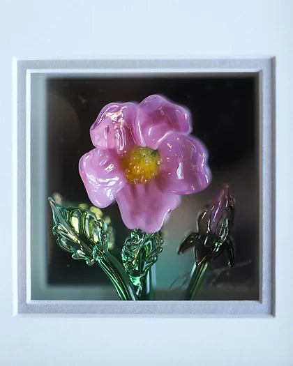 Framed Wild Rose