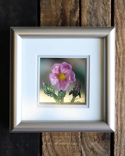 Framed Wild Rose