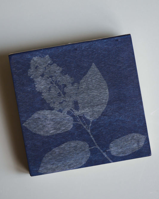 Chokecherry Cyanotype