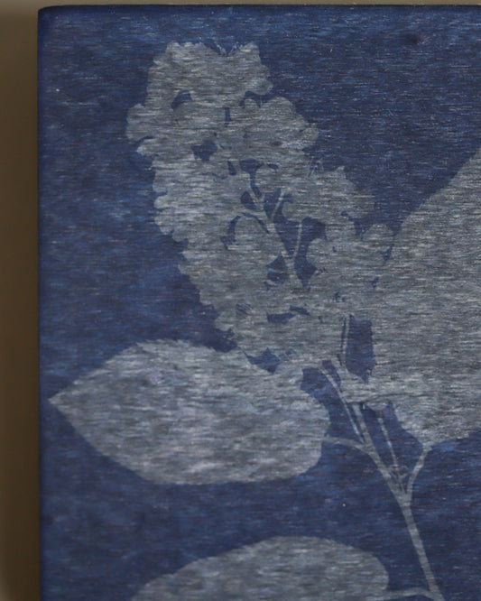 Chokecherry Cyanotype