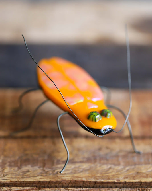 Glass Bug, Orange Cockroach