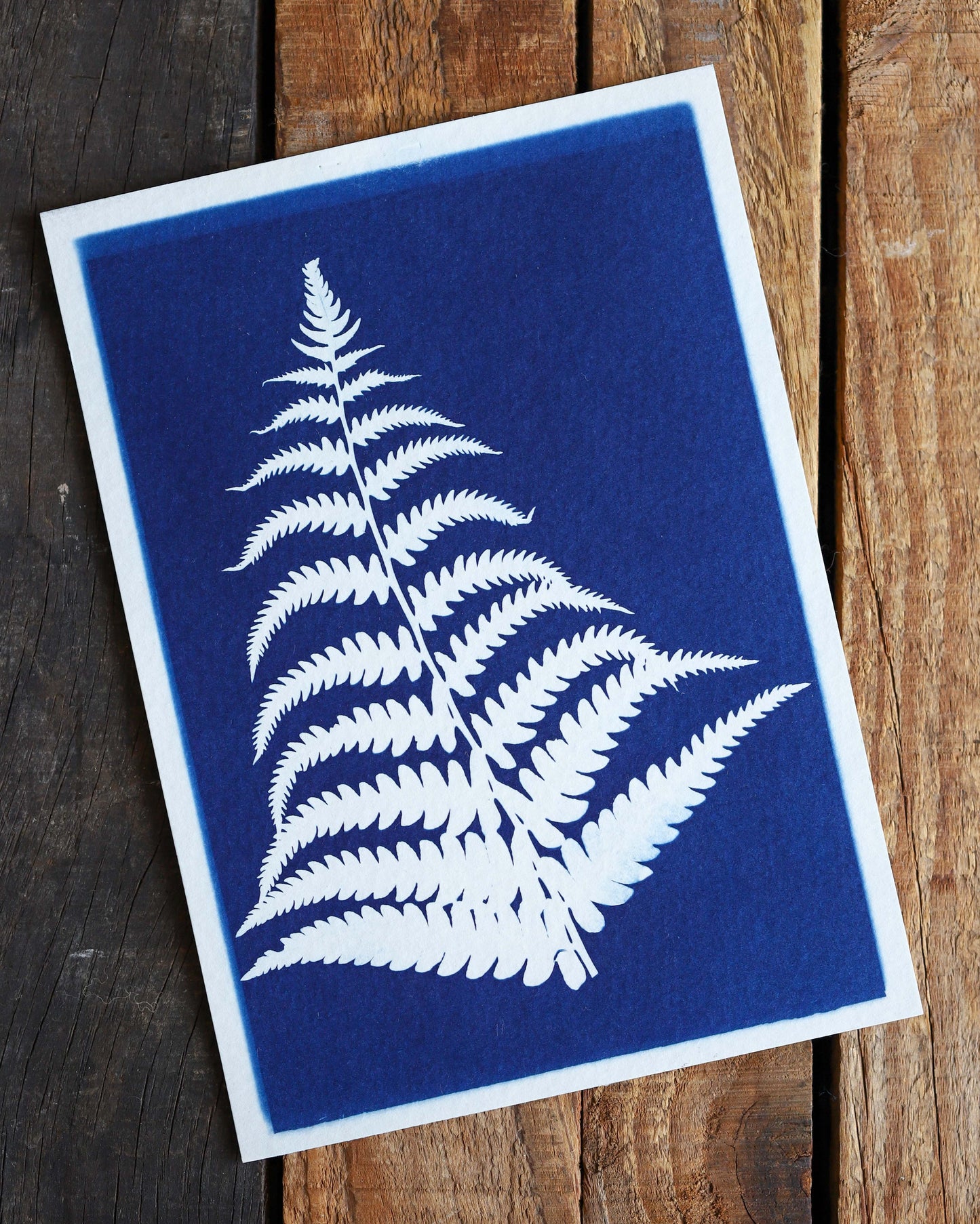 Fern Cyanotype Prints