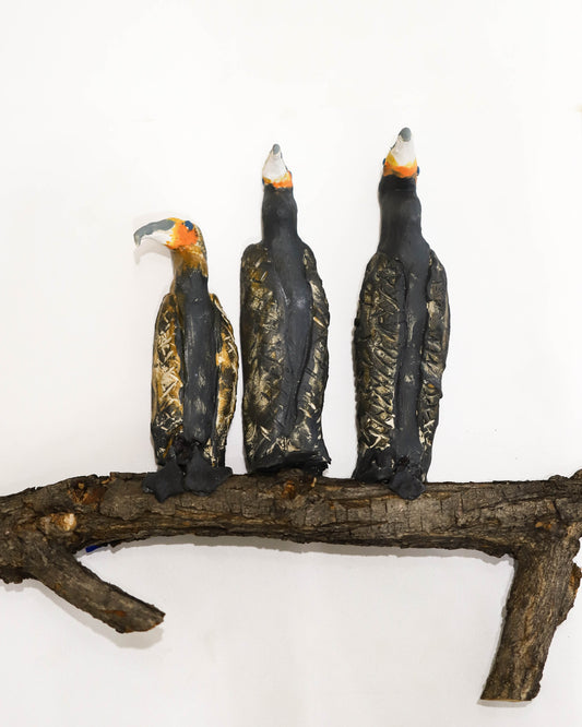 Gallery - The Cormorant Family