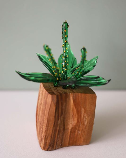 Plantain, 3 Stems