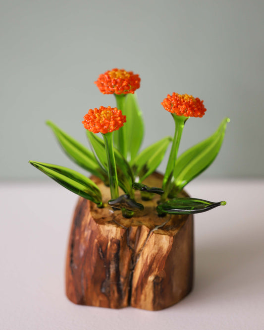 Orange Hawkweed - Triple