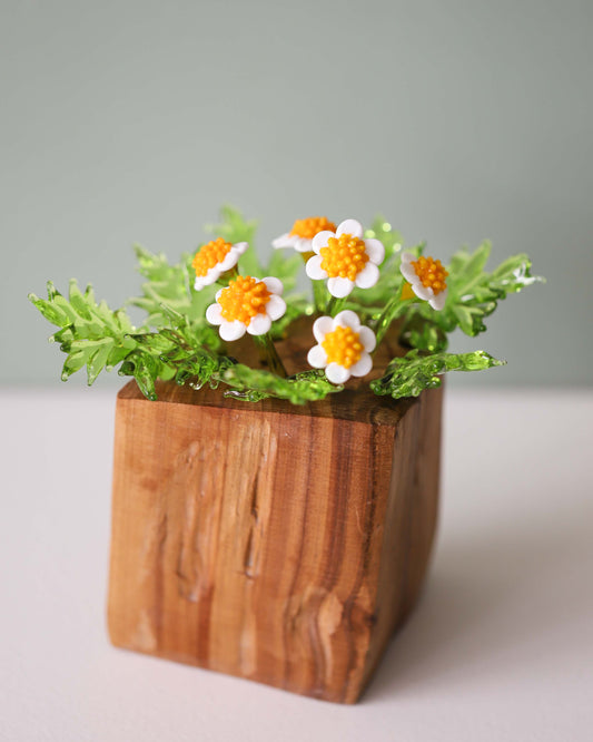Scentless Chamomile Field