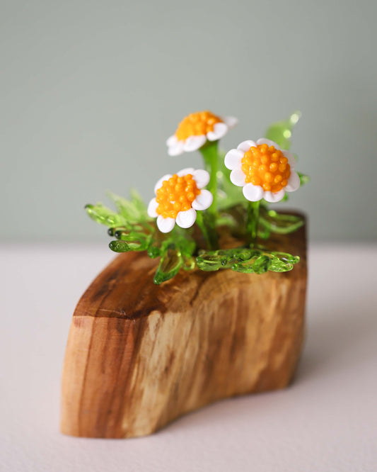 Scentless Chamomile - Triple