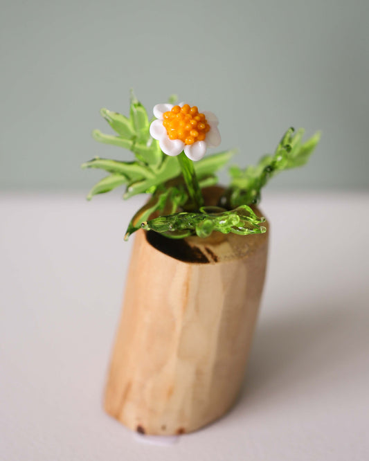 Scentless Chamomile