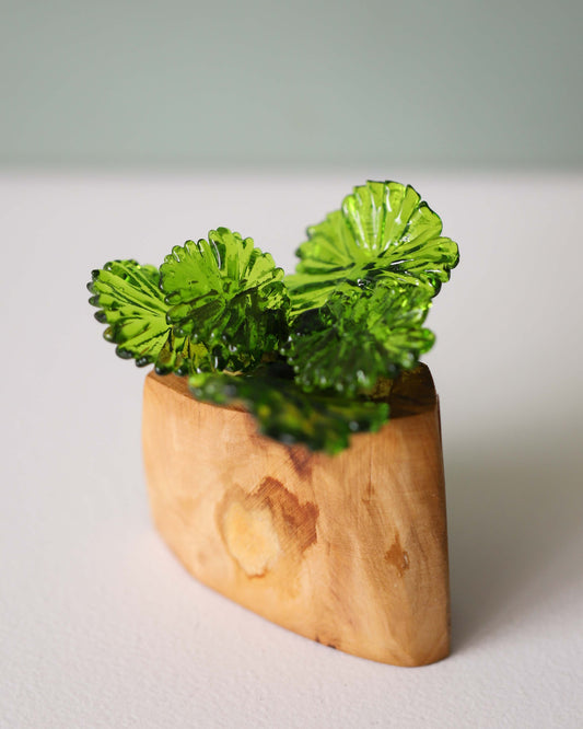 Round Leafed Mallow