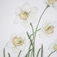 Daffodil Botanical Painting
