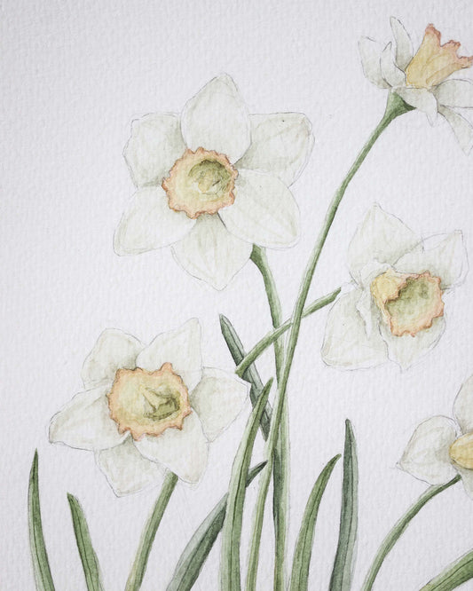 Daffodil Botanical Painting