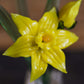 Glass Daffodil Sculpture