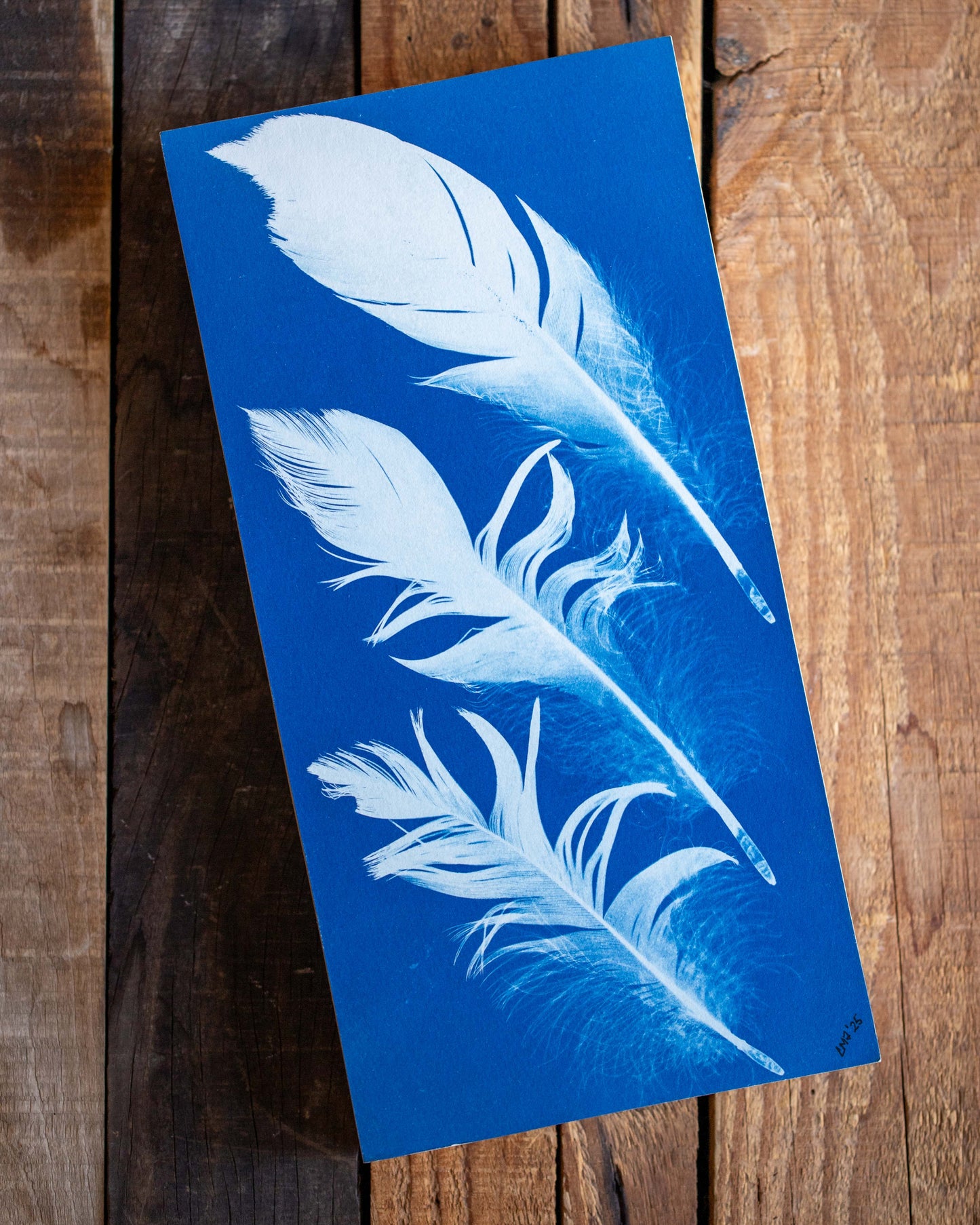 Cyanotype - Sandhill Crane Feathers