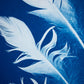 Cyanotype - Sandhill Crane Feathers