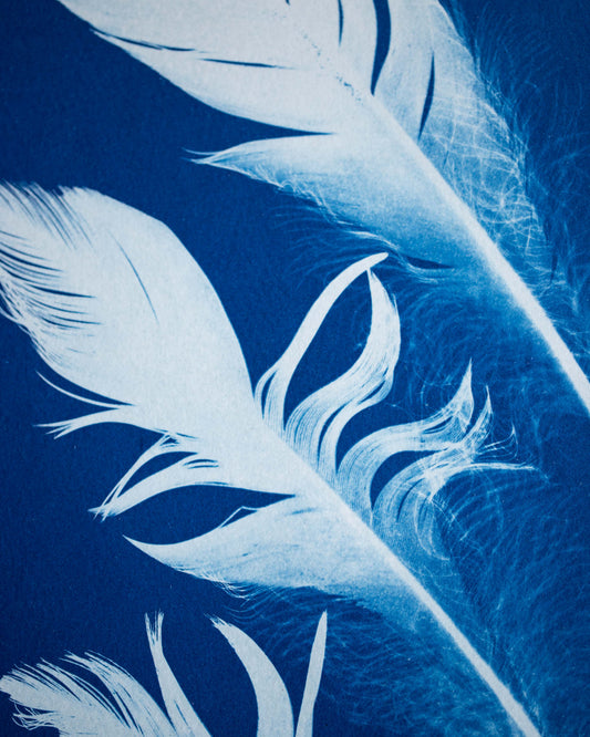 Cyanotype - Sandhill Crane Feathers