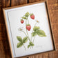 Strawberry Botanical Painting