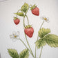 Strawberry Botanical Painting
