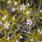 Biocrust No. 30