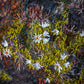 Biocrust No. 42