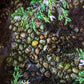 Biocrust No. 28