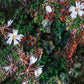 Biocrust No. 39