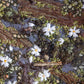 Biocrust No. 25