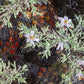 Biocrust No. 33