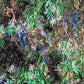Biocrust No. 31