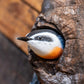 Double Nuthatch on Bark