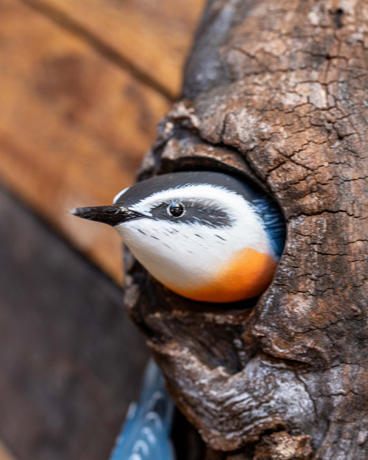 Double Nuthatch on Bark