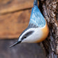 Double Nuthatch on Bark