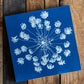 Cyanotype of Queen Anne's Lace