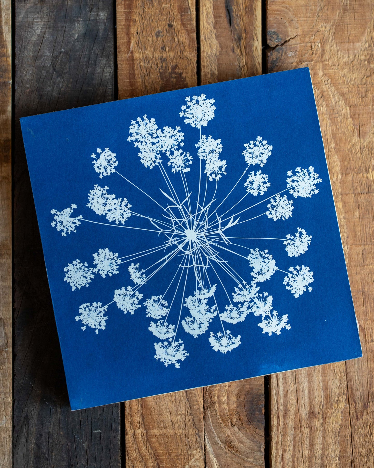 Cyanotype of Queen Anne's Lace