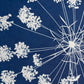 Cyanotype of Queen Anne's Lace