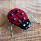 Red Lady Bug