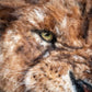 Felted Lion Picture